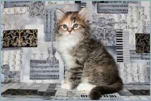 Female Siberian Kitten from Deedlebug Siberians